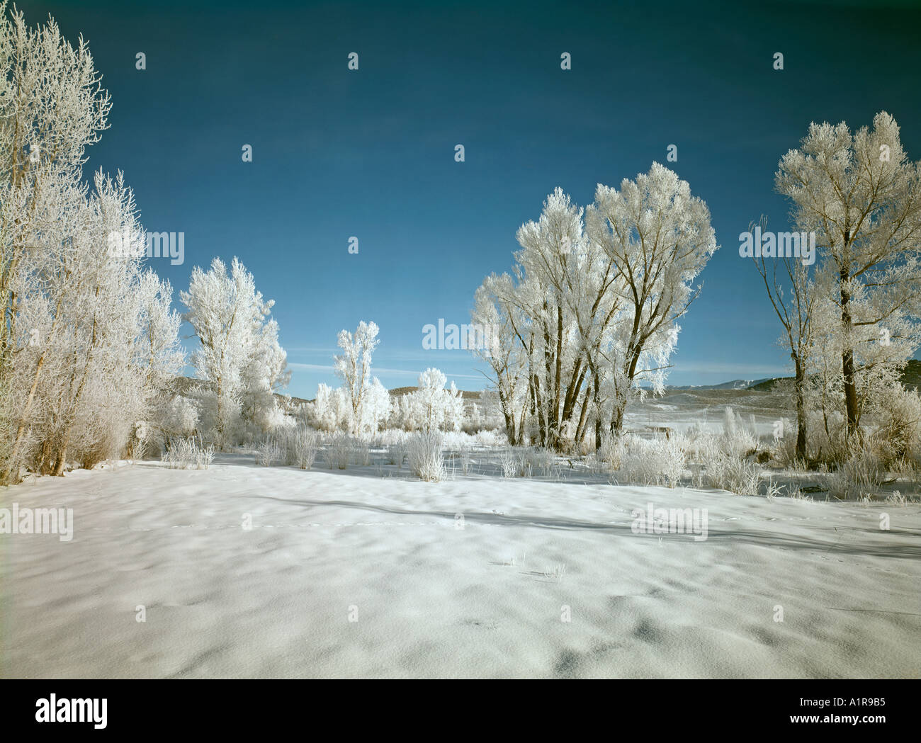 Alberi in Colorado coperto con trasformata per forte gradiente gelo in inverno Foto Stock