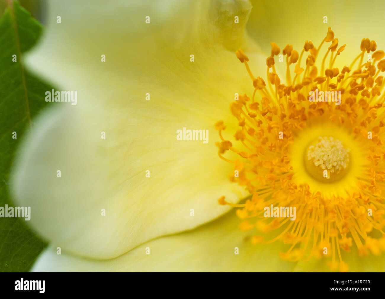 Anemone Foto Stock
