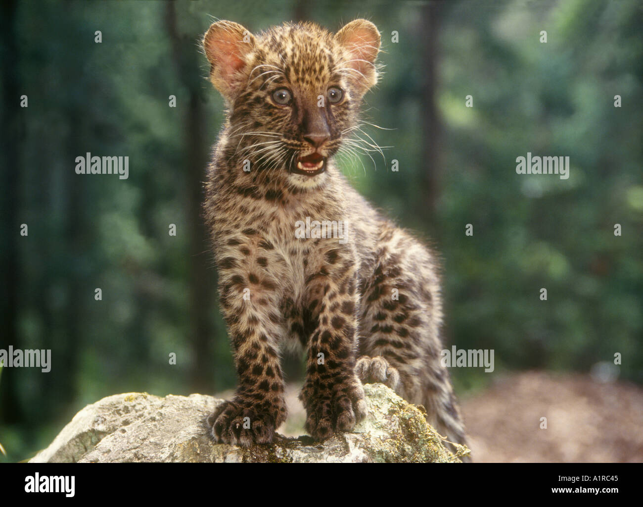 8 settimana africana vecchia Leopard cub Foto Stock