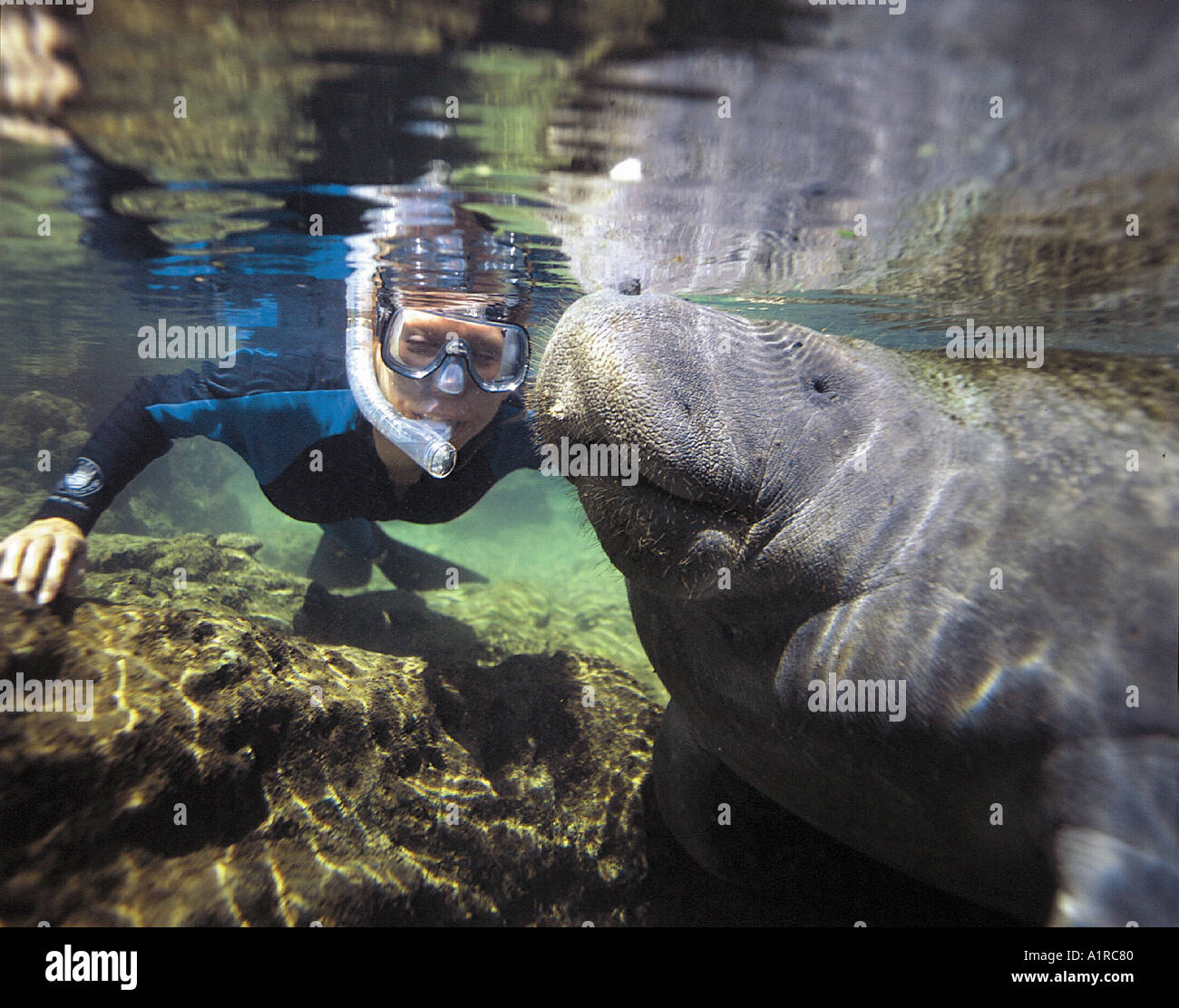 Donna che fa snorkeling con un lamantino dell'India occidentale in una sorgente della Florida Foto Stock
