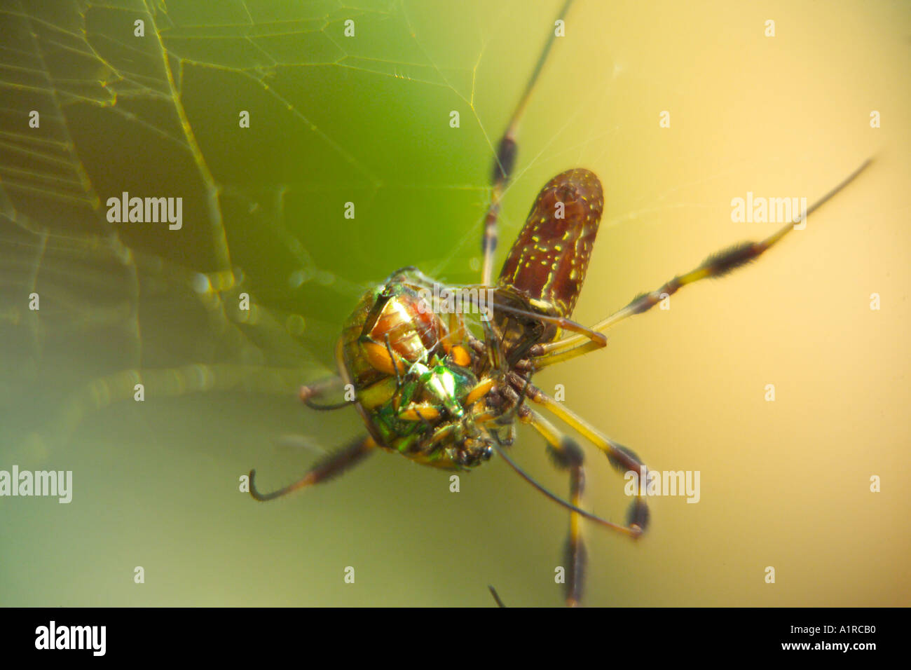 Seta dorata Spider Nephila clavipes con scarabeo Foto Stock