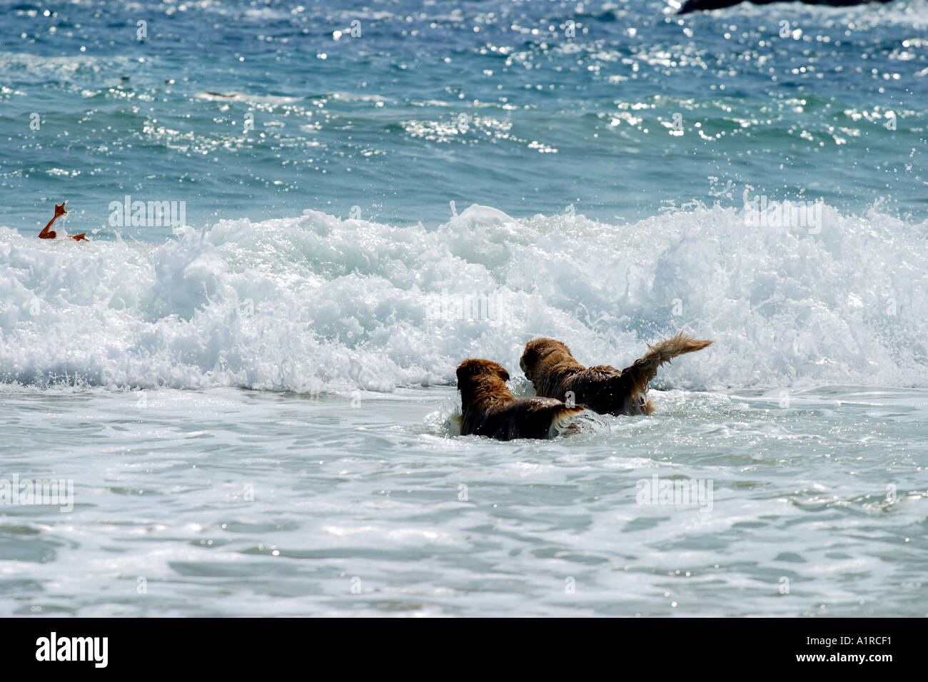 Cerca cane giocando in spiaggia Retriever nuotare Foto Stock