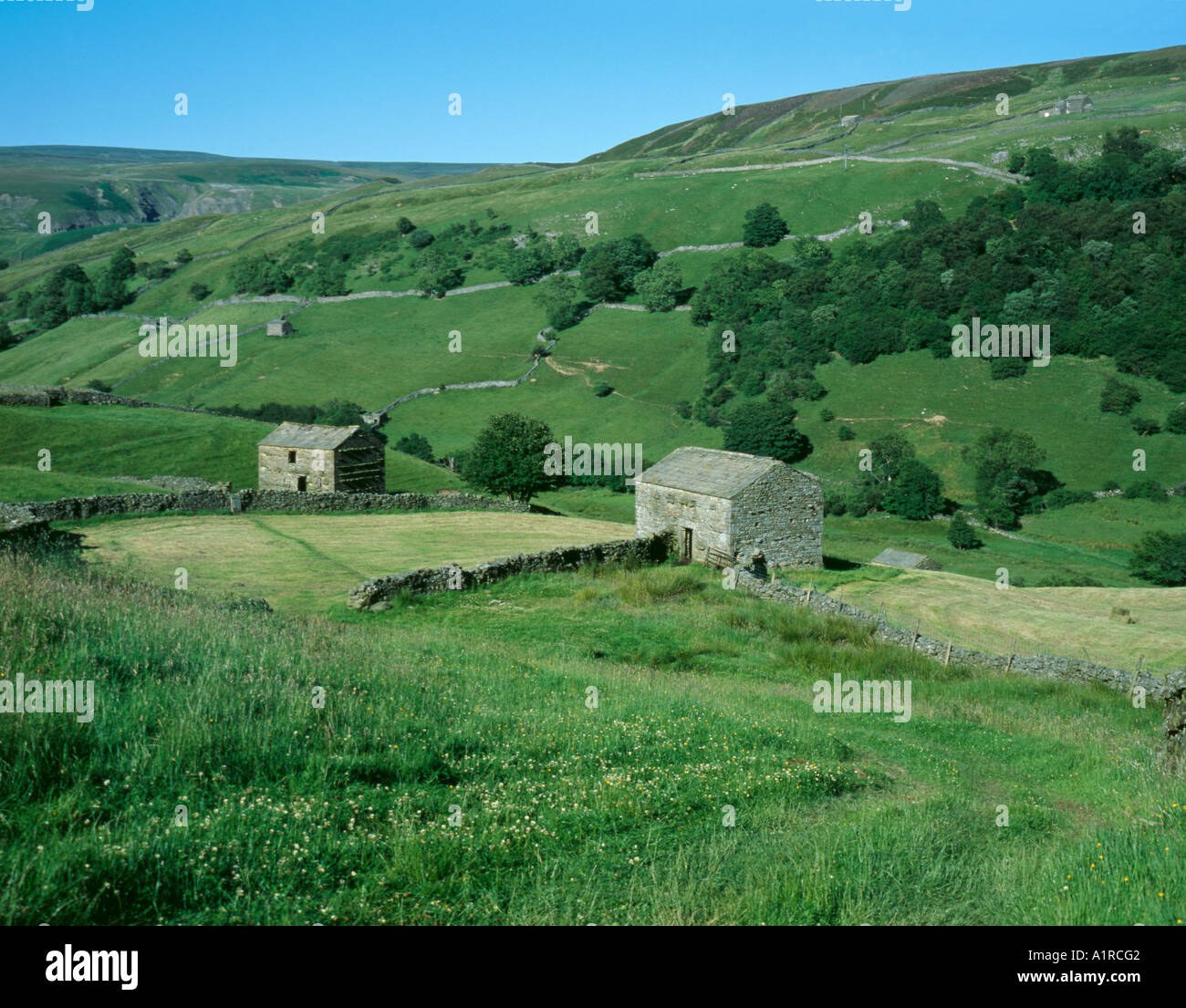 Fienili in pietra e i campi, Thwaite, Swaledale superiore, Yorkshire Dales National Park, North Yorkshire, Inghilterra, Regno Unito. Foto Stock