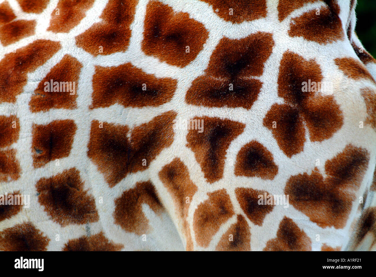 La giraffa modello di forma corpo Foto Stock