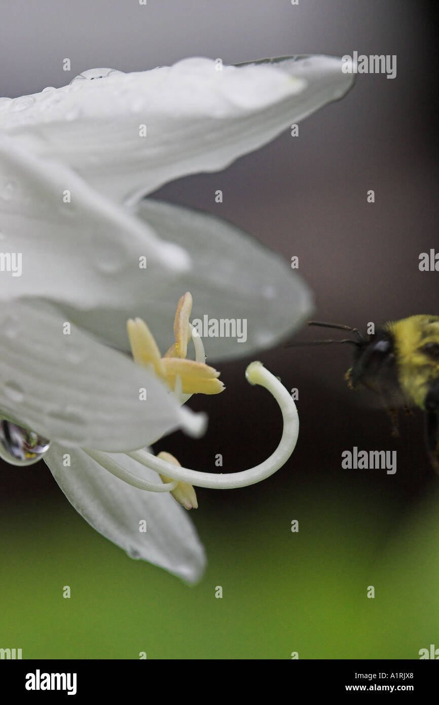 Approccio finale: un Bumble Bee Bombus Hymenoptera Apidae si avvicina all'aperto fiore bianco di hosta Foto Stock
