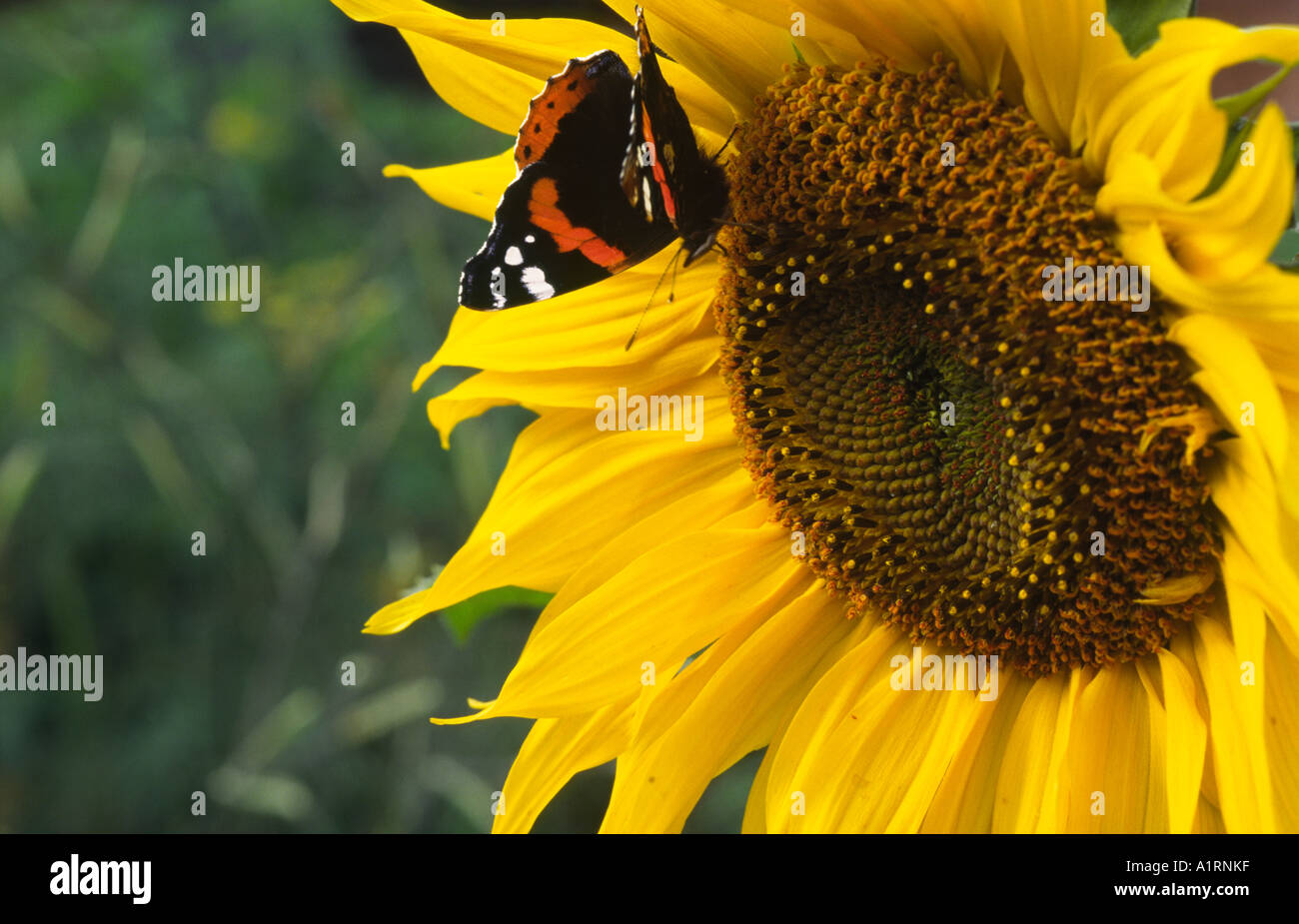 Farfalle Red admiral Foto Stock