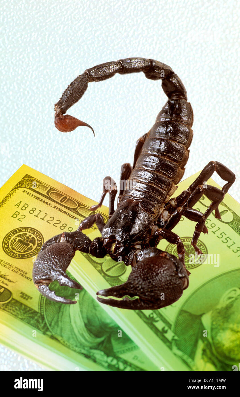 Scorpion Foto Stock