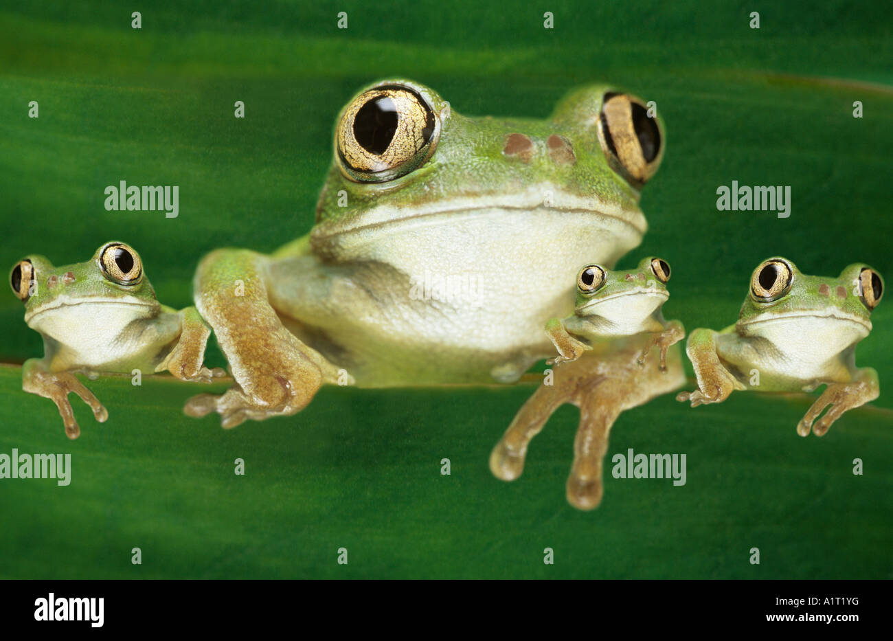 Famiglia di rana Foto Stock