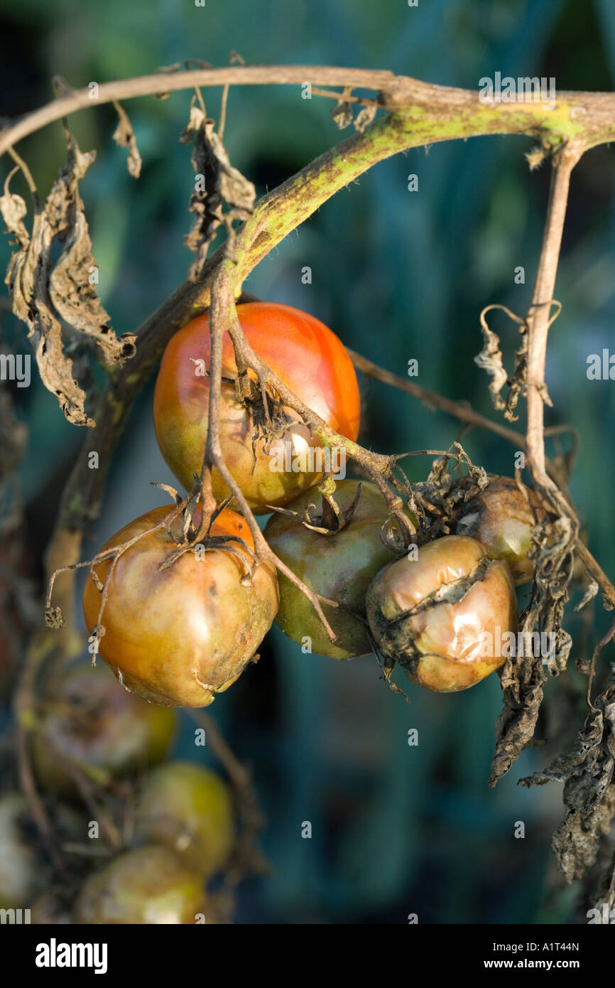 Pianta di pomodoro con il carbonchio Foto Stock