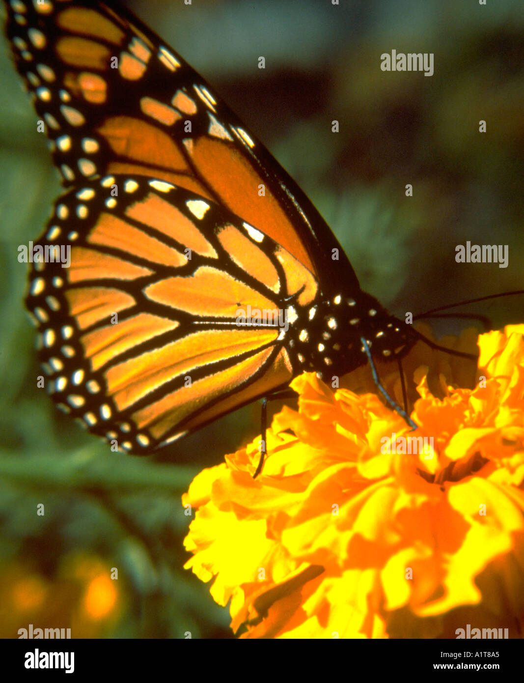 Farfalla monarca appoggiato su Calendula fiore. St Paul Minnesota MN USA Foto Stock