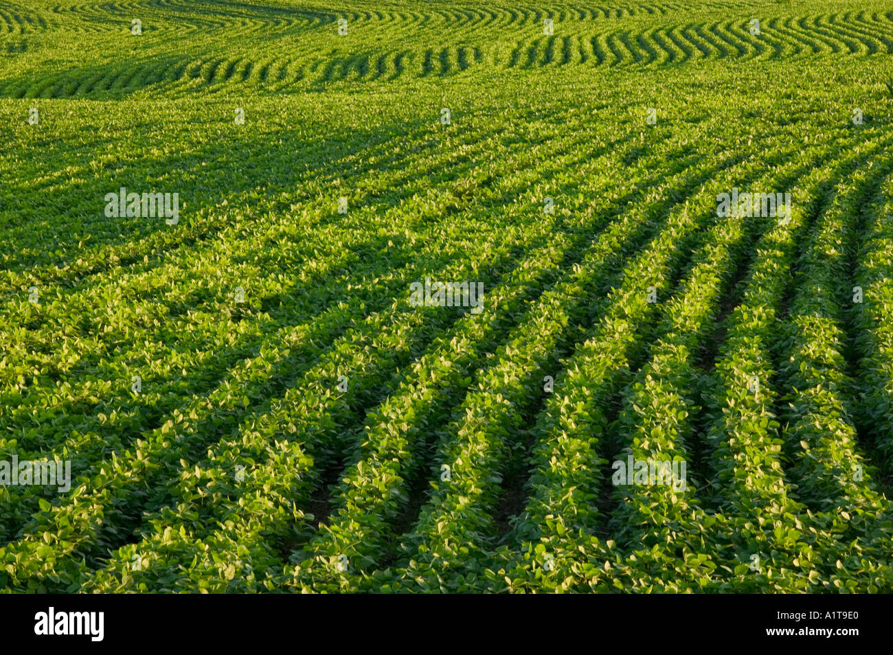 Giacimento della soia Foto Stock