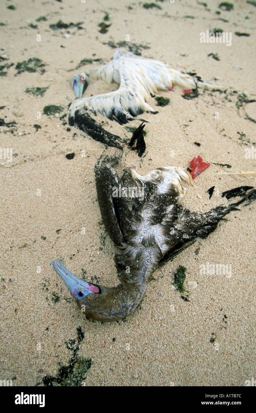 Uccelli morti Gaferut Isola Yap Isole Caroline Gli Stati Federati di Micronesia Micronesia Foto Stock Uccelli morti Gaferut Isola Yap Isole Caroline Gli Stati Federati di Micronesia Micronesia Foto Stock