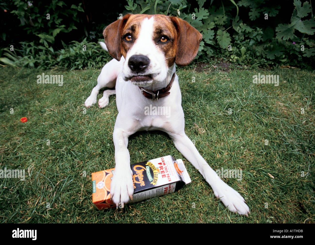 S Tim Dowling s cane con un vuoto cartone organico di succo d'arancia biologico Organic Shopper Going Green Foto Stock