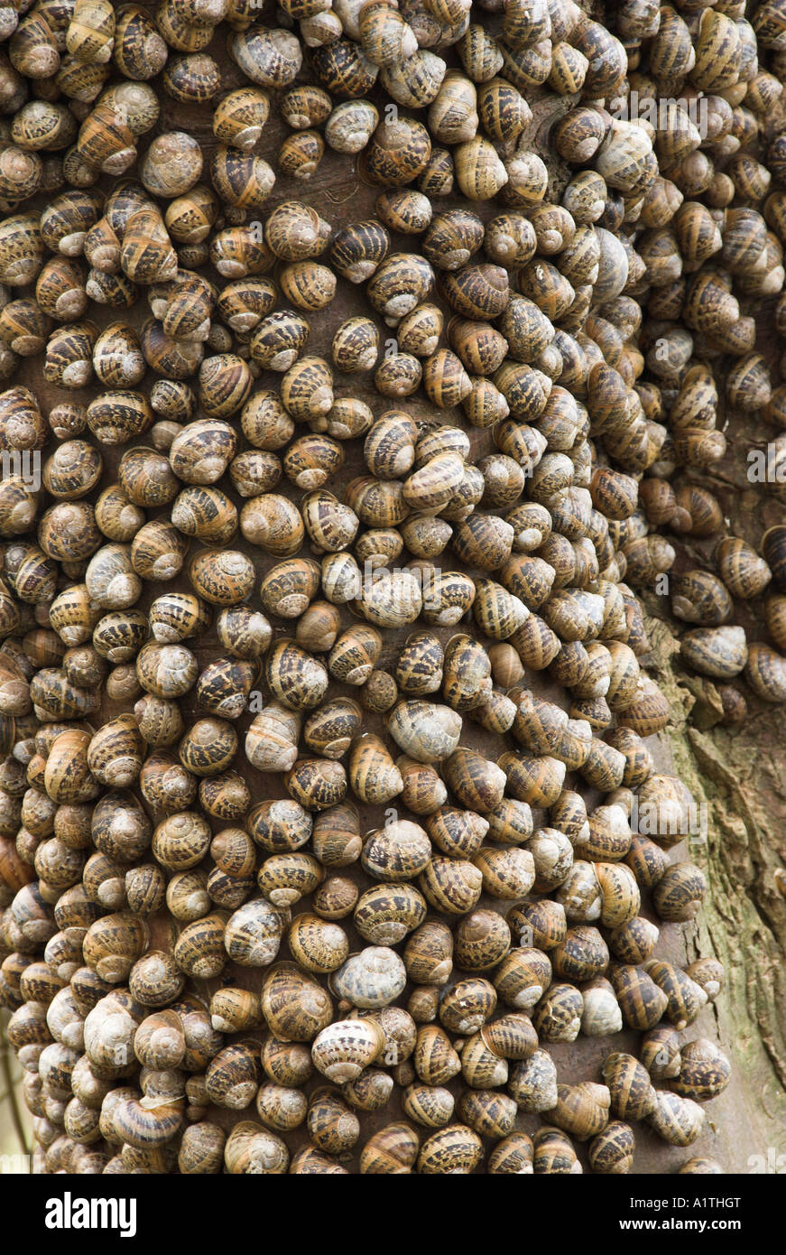 Giardino in comune di lumache Helix Aspersa grande gruppo entra in modalità di ibernazione in faggio Foto Stock