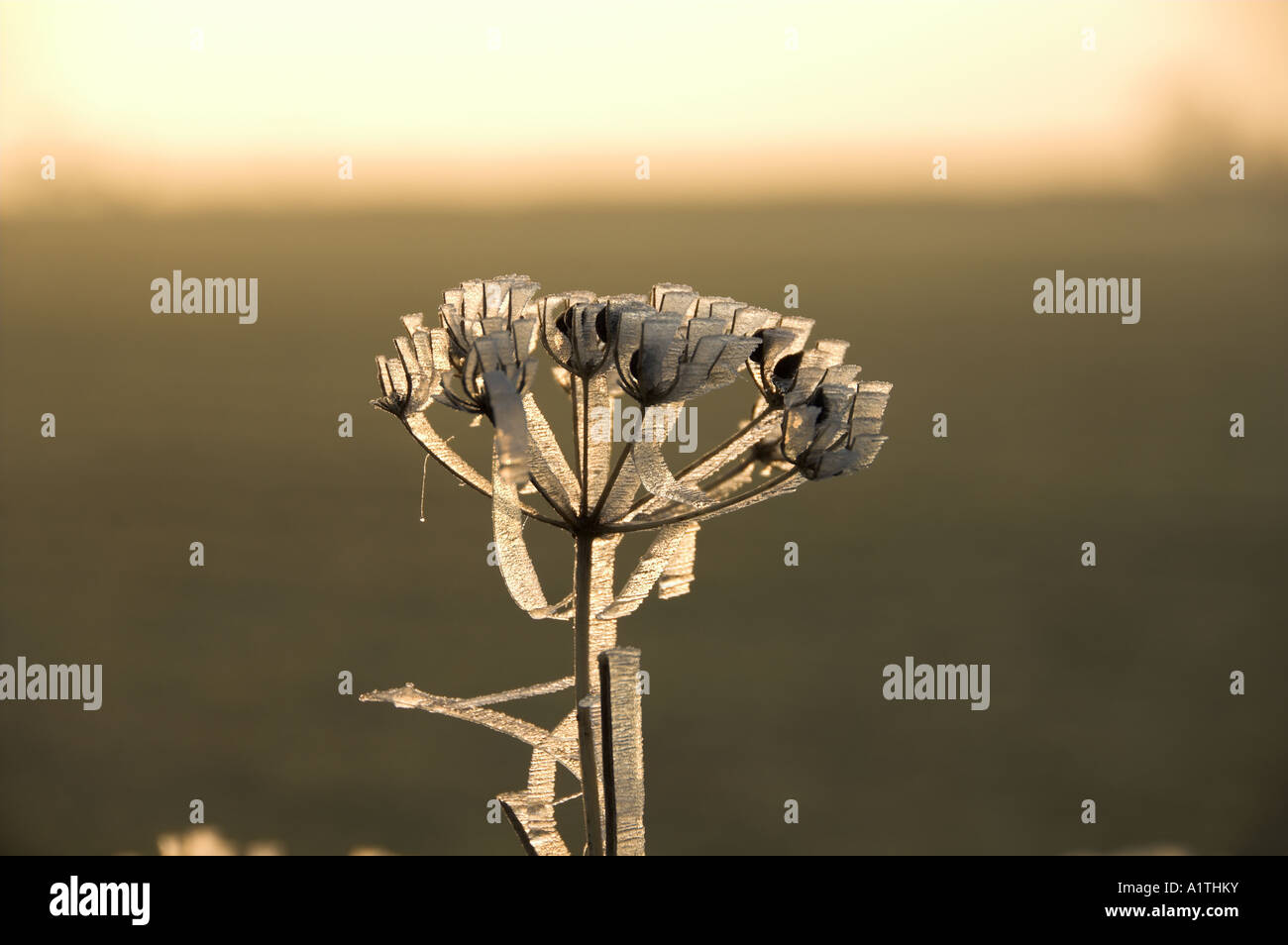 Seme Umbellifer testa con gelo NORFOLK REGNO UNITO Dicembre Foto Stock