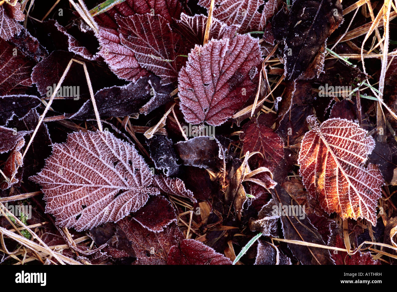 Trasformata per forte gradiente brina sulla caduta foglie e erbe morto sul bordo di un legno. Powys, Wales, Regno Unito. Foto Stock