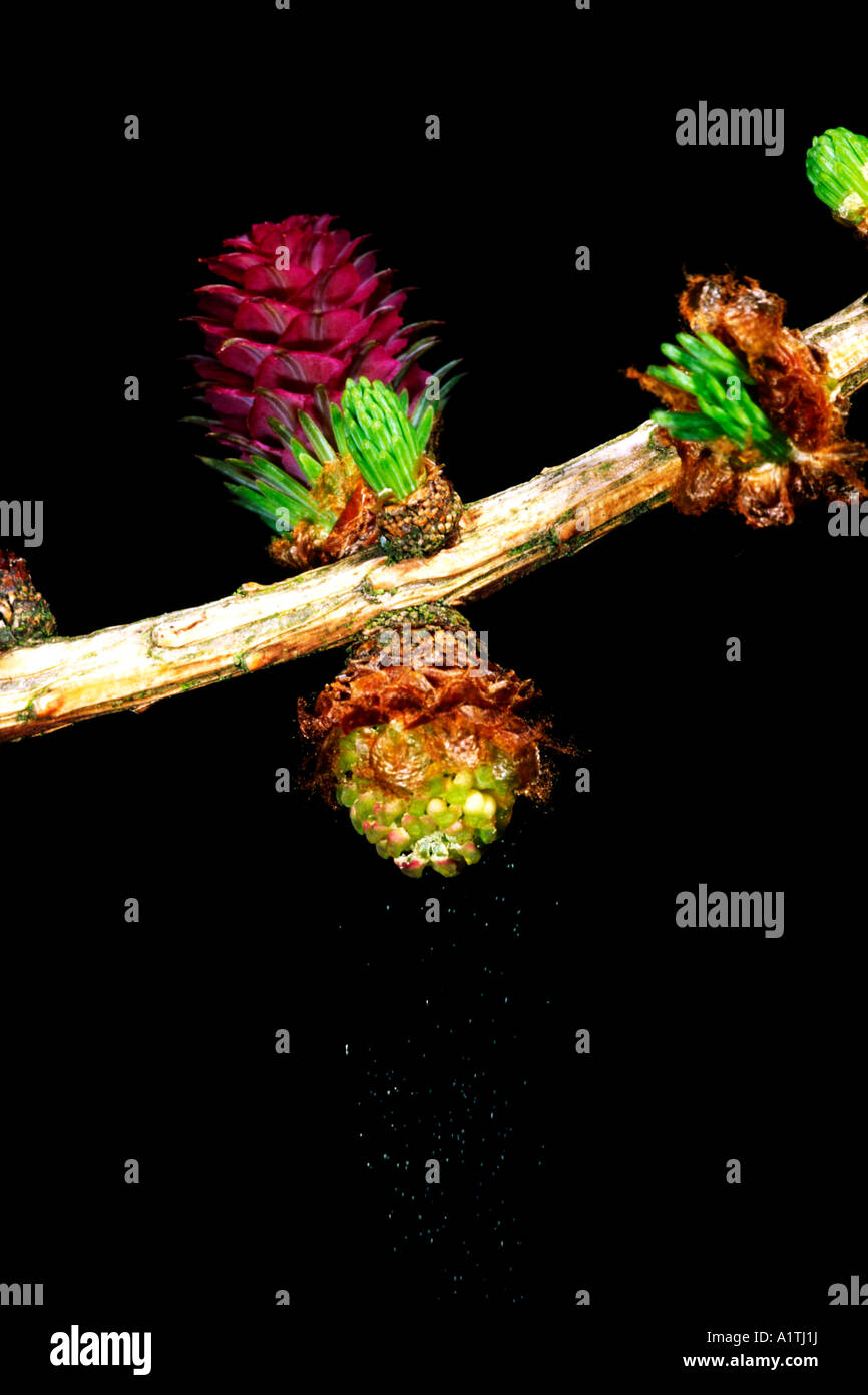 Fiori di ibridi o Dunkeld Larice (Larix x eurolepis). Foto Stock