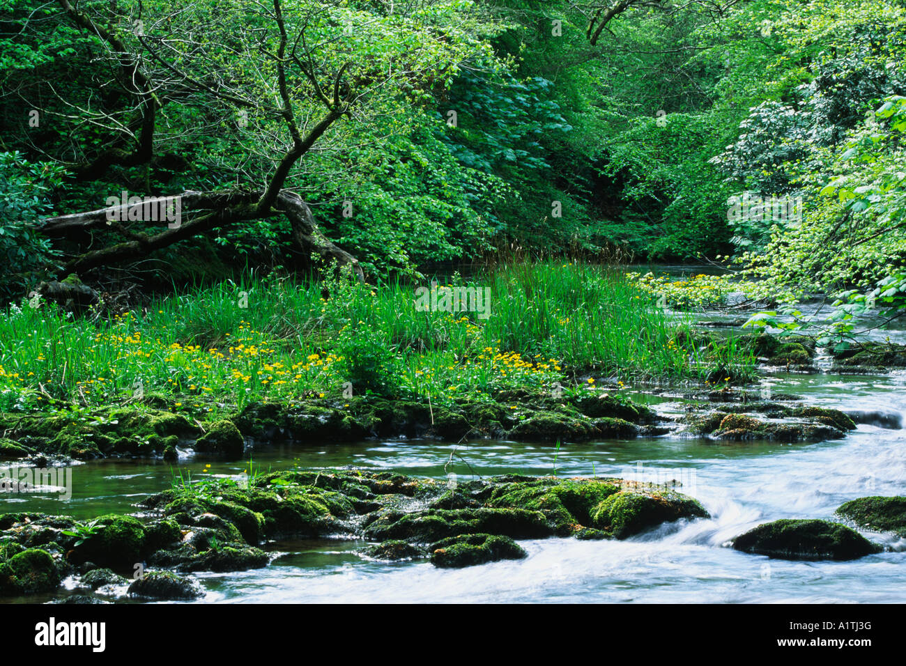 Il fiume Severn (Afon Hafren) fluente attraverso il bosco in primavera a poche miglia dalla fonte vicino a Llanidloes. Foto Stock