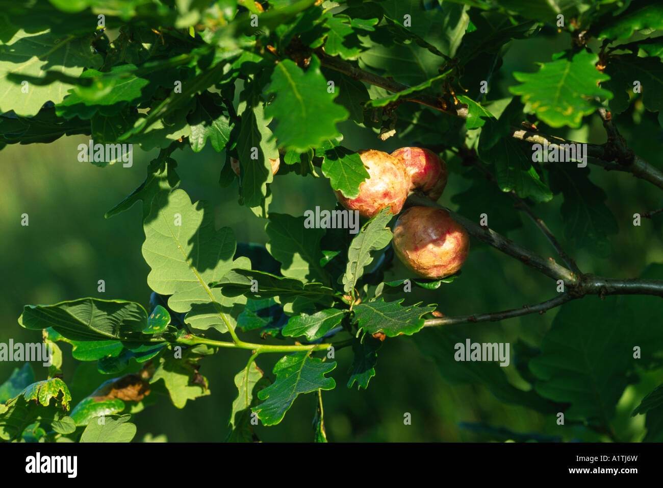 Oak Apple Galli su un sessili quercia (Quercus petraea) causato dal fiele wasp Biorhiza pallida. Powys, Wales, Regno Unito. Foto Stock