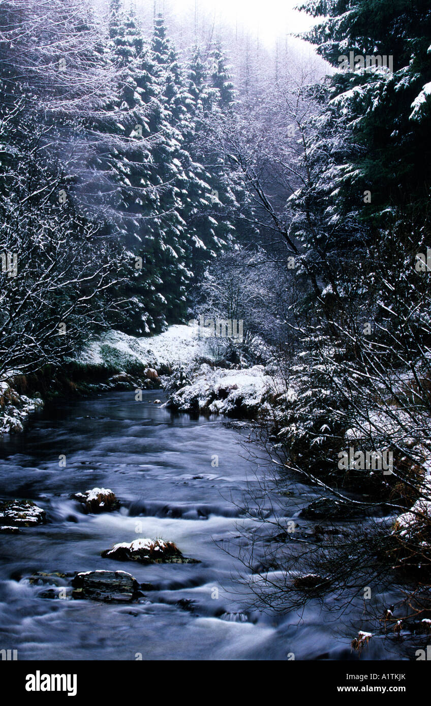Il fiume Severn (Afon Hafren). In Hafren Foresta, Vicino Llanidloes durante una caduta di neve. Powys, Wales, Regno Unito. Foto Stock
