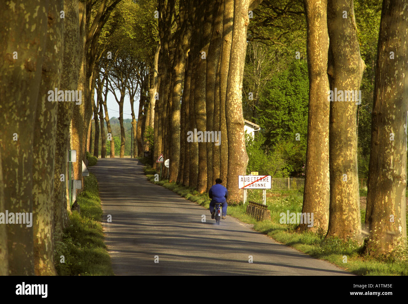 Viale alberato roadwat Dronne Francia Foto Stock