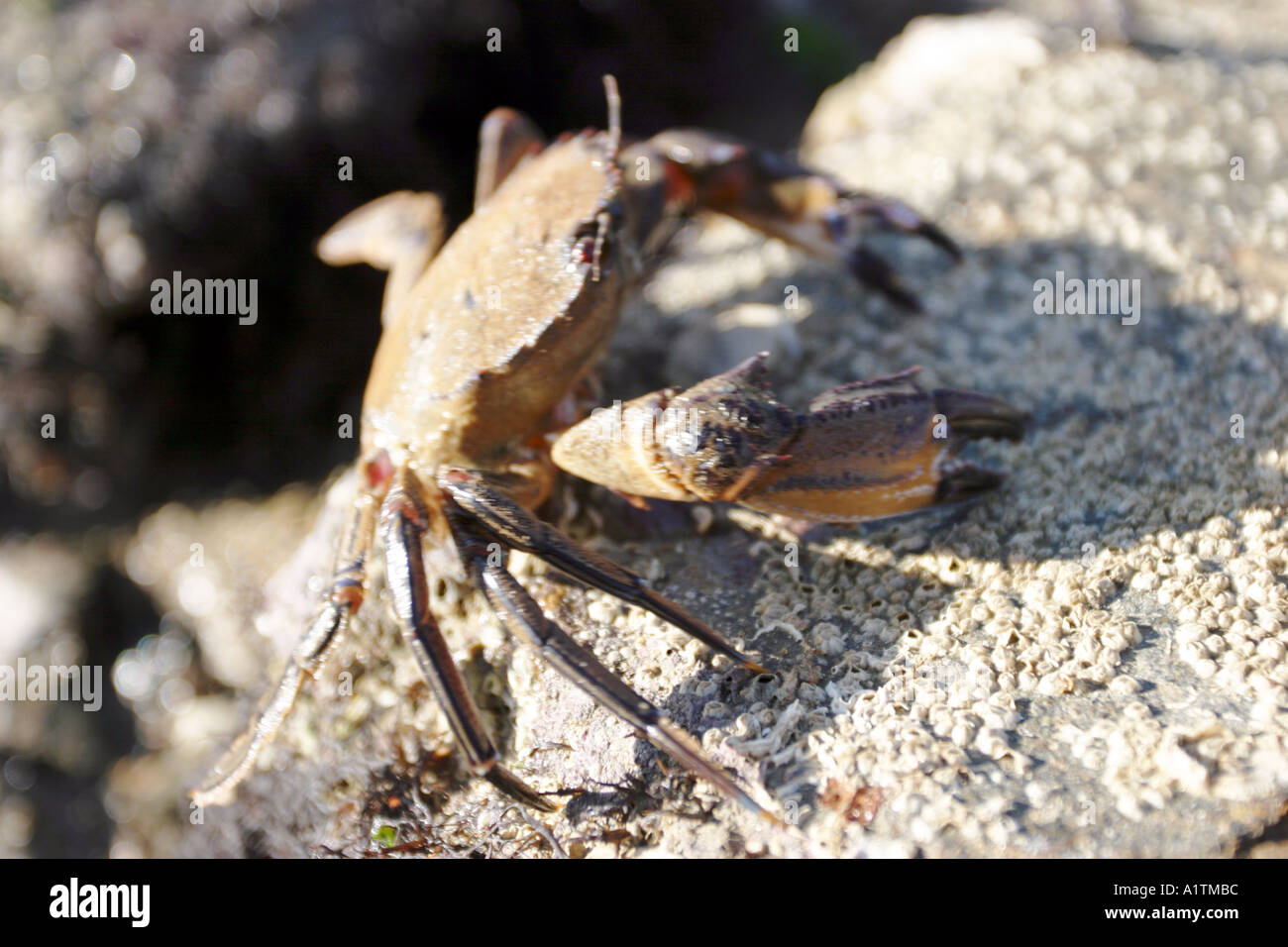 Granchio su una roccia Foto Stock