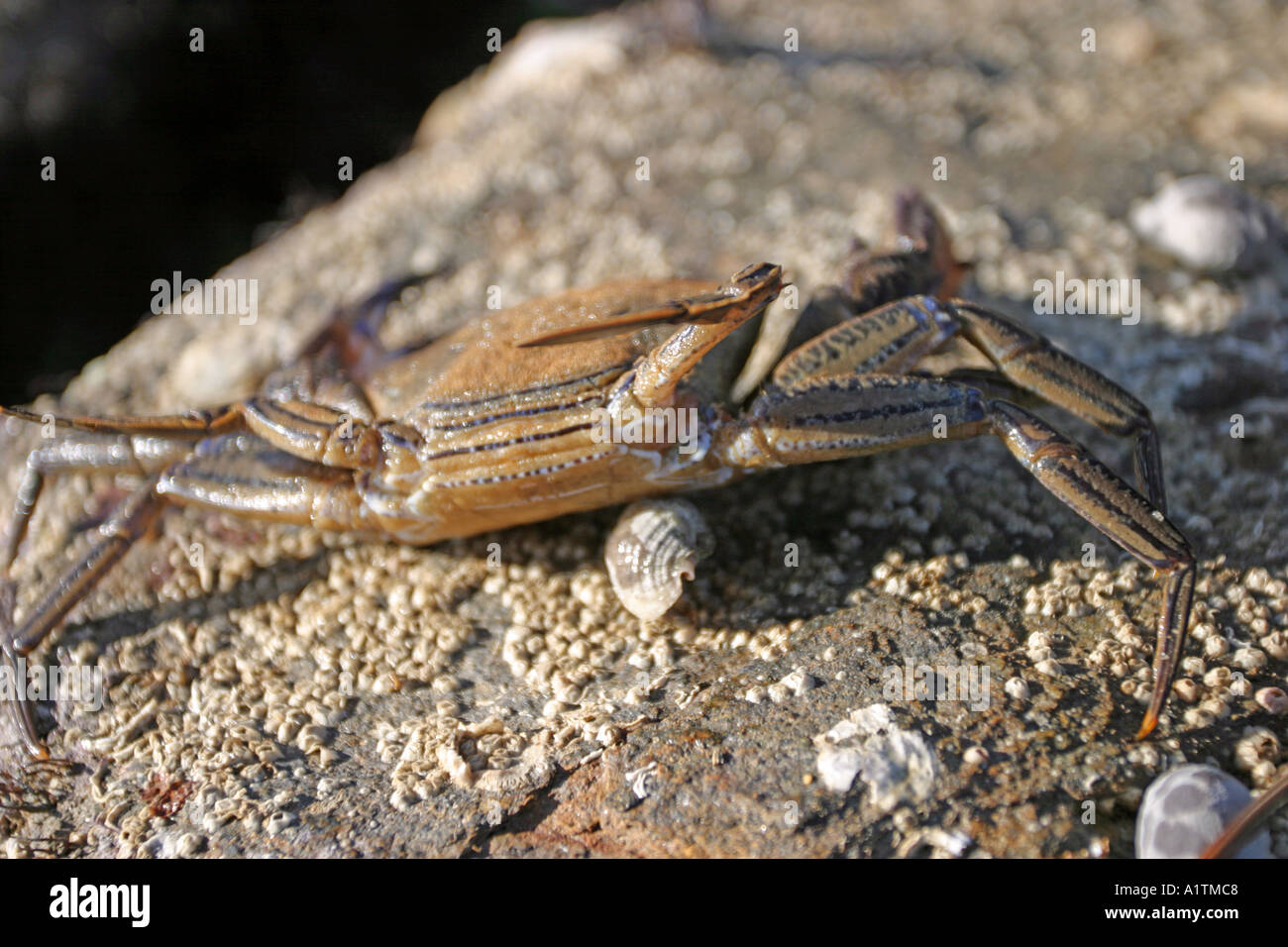 Granchio su una roccia Foto Stock