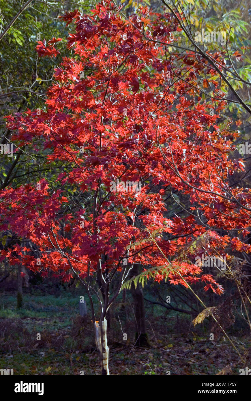 Struttura ad albero rosso nella foresta di autunno Foto Stock