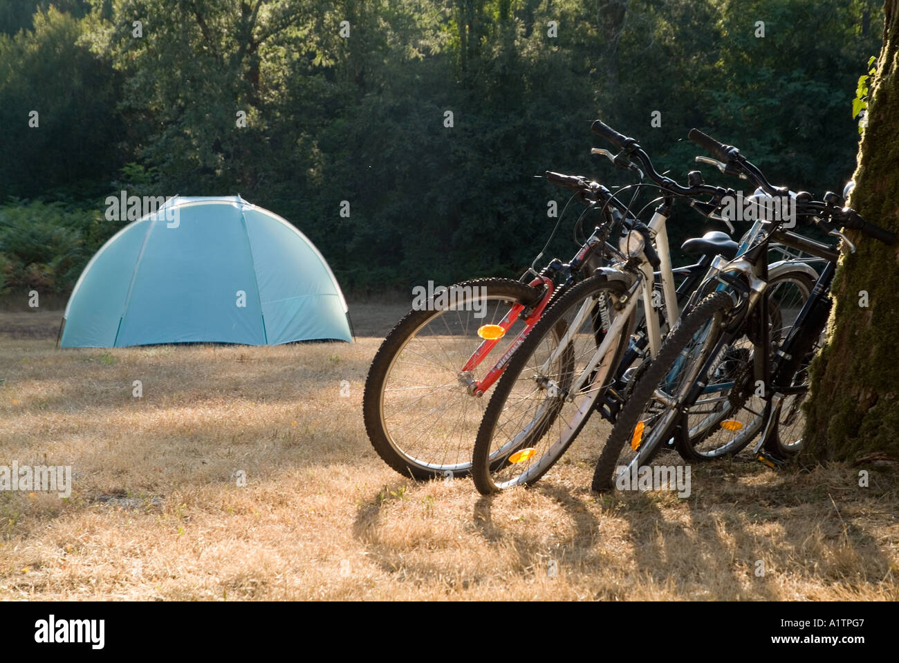 Camping - Biciclette appoggiata contro il tronco di un albero con la tenda in background al tramonto su una vacanza estiva. Foto Stock