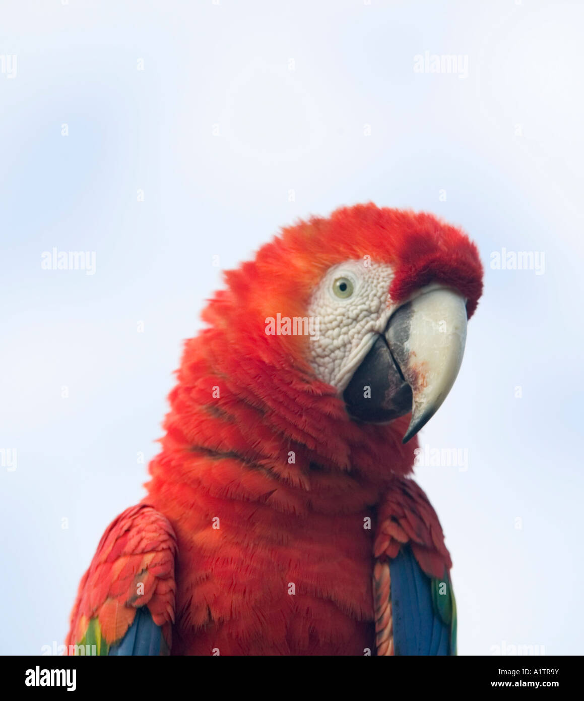 Un Scarlet Macaw nr Manaus Amazonas Stato Brasile Foto Stock