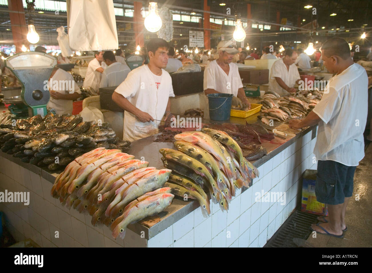 Amazon pesci di fiume nel mercato a Manaus Amazonas Stato Brasile Foto  stock - Alamy