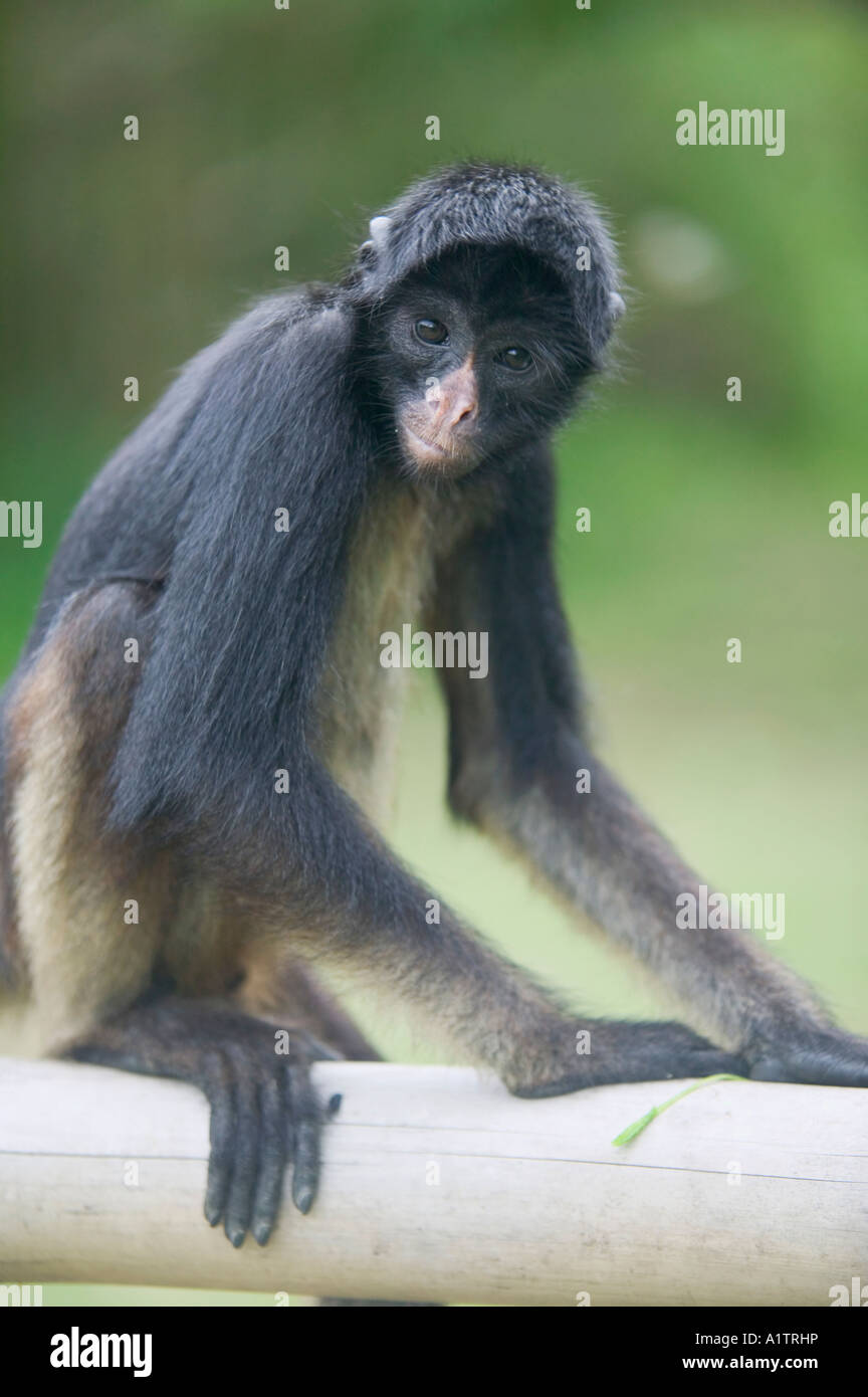 Un giovane spider monkey Manaus Amazonas Stato Brasile Foto Stock