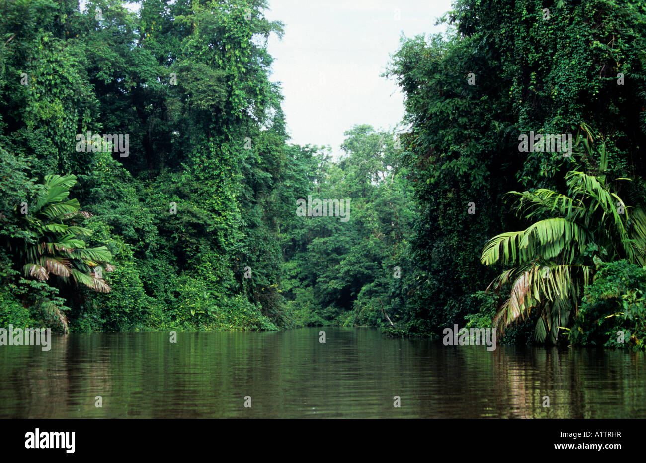 Jungle Scena di fiume, tortuguero, Costa Rica Foto Stock