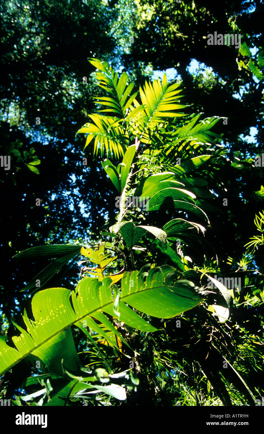 Monteverde Cloud Forest, Costa Rica Foto Stock