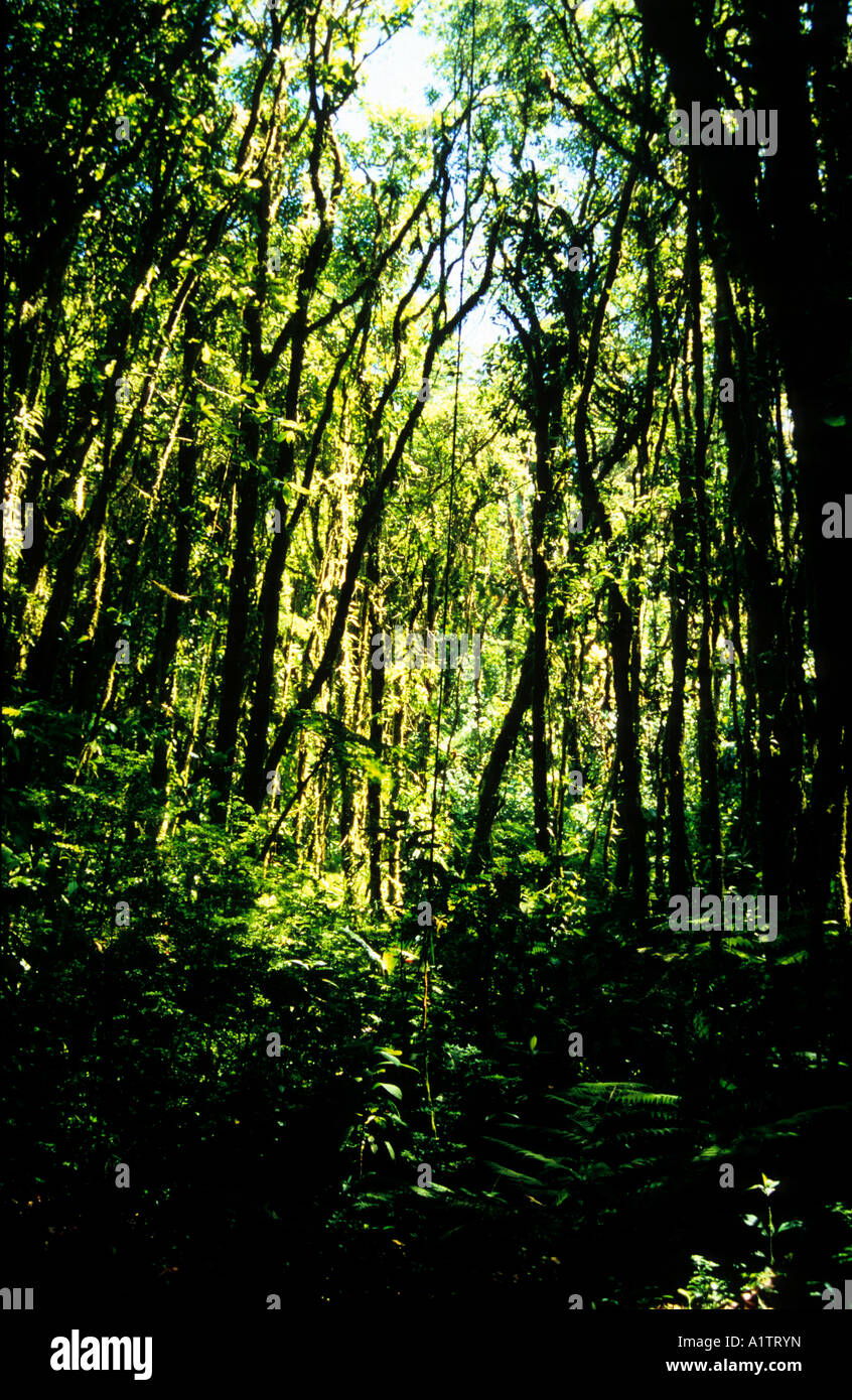 Monteverde Cloud Forest, Costa Rica Foto Stock