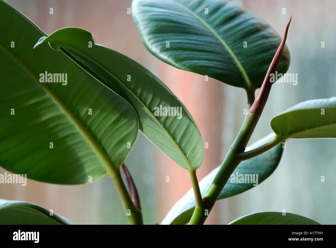 Nuova red leaf remare su una gomma India pianta di casa, Ficus elastica, in una posizione soleggiata dalla finestra, REGNO UNITO Foto Stock