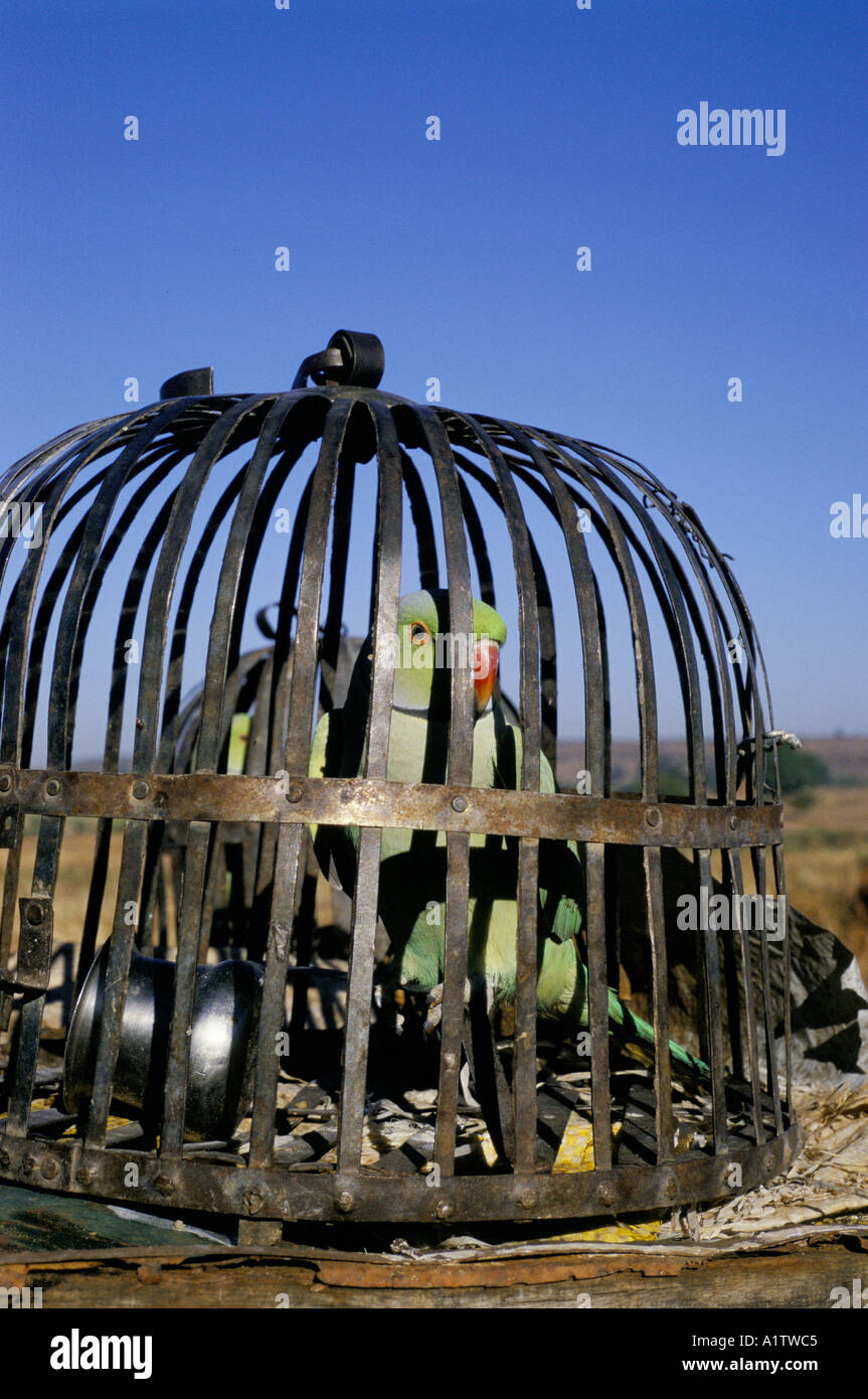 INDIA Madya Pradesh CAGED PARROT 1996 Foto Stock