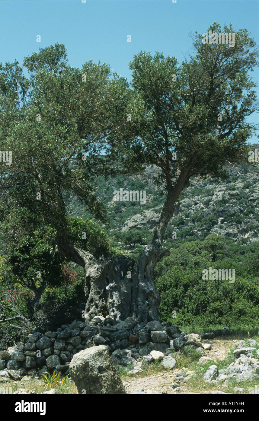 Un antico albero di olivo in un antico insediamento romano nella zona sud ovest di Creta Foto Stock