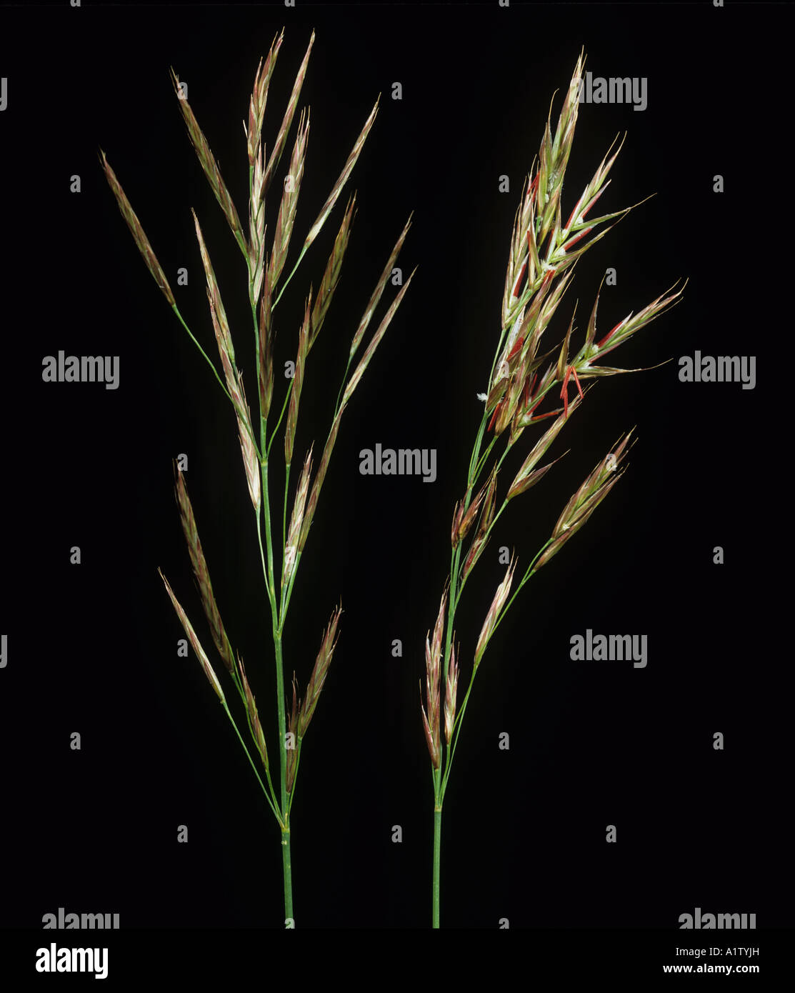 Montante brome Bromus erectus picchi fiore contro uno sfondo nero Foto Stock