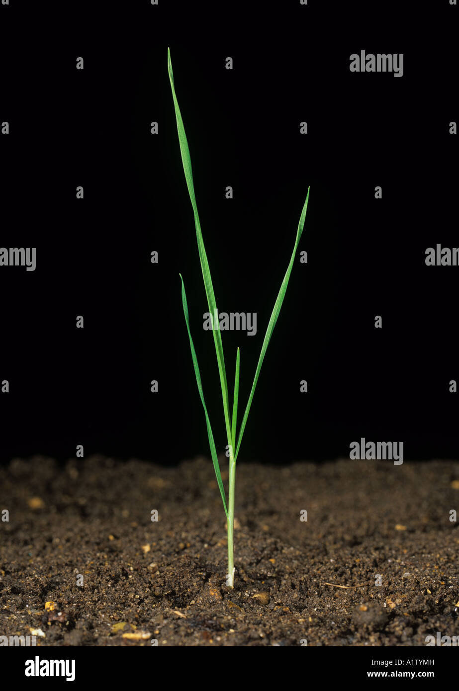 Piantina blackgrass Alopecurus mvosuroides 3 5 non lascia fresatrici Foto Stock
