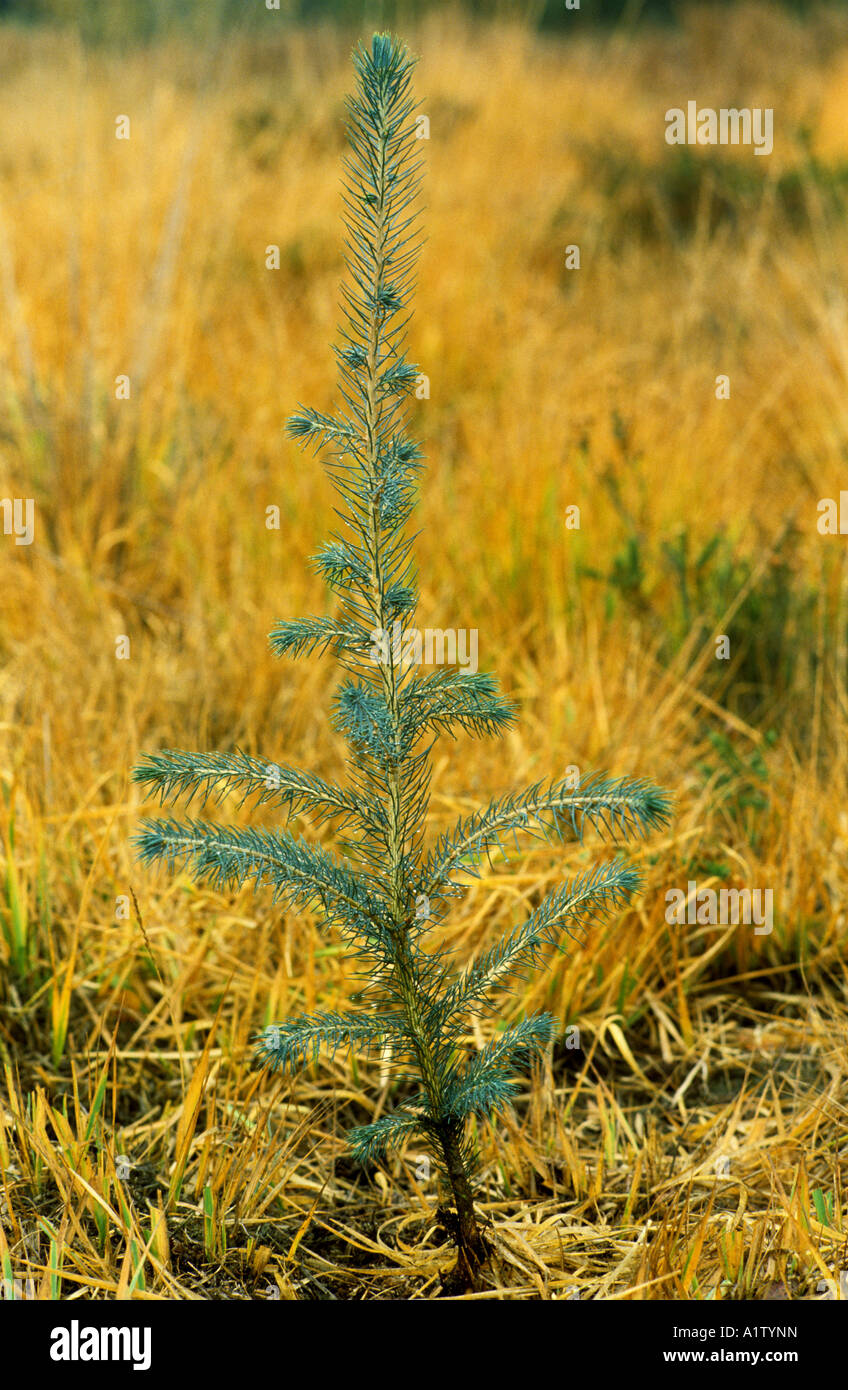 Sitka Spruce Picea sitchensis giovane albero di piantagione Foto Stock