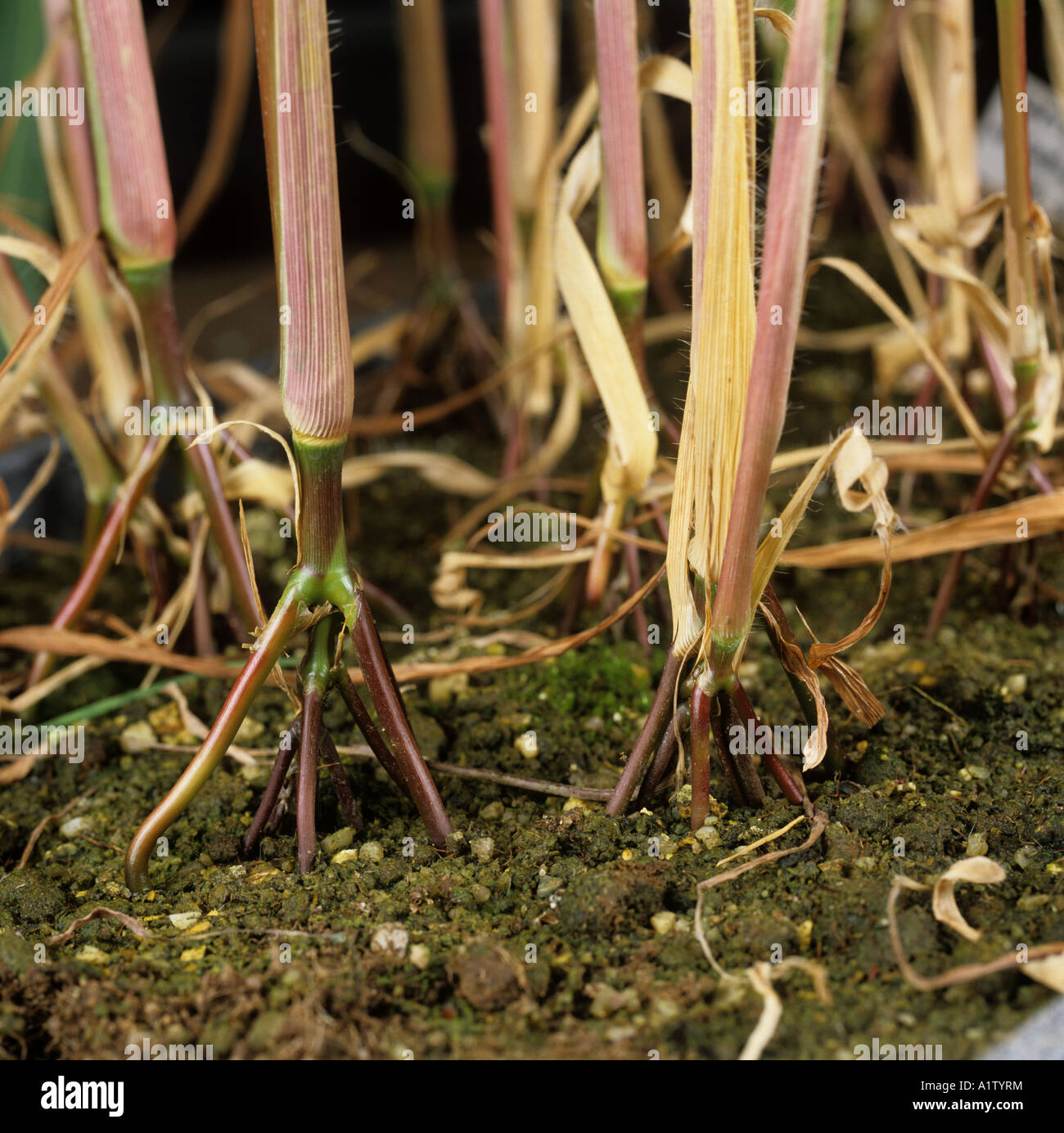 Il prurito di erba o raoulgrass Rottboellia cochinchinensis culm all'erba infestante base vegetale Foto Stock