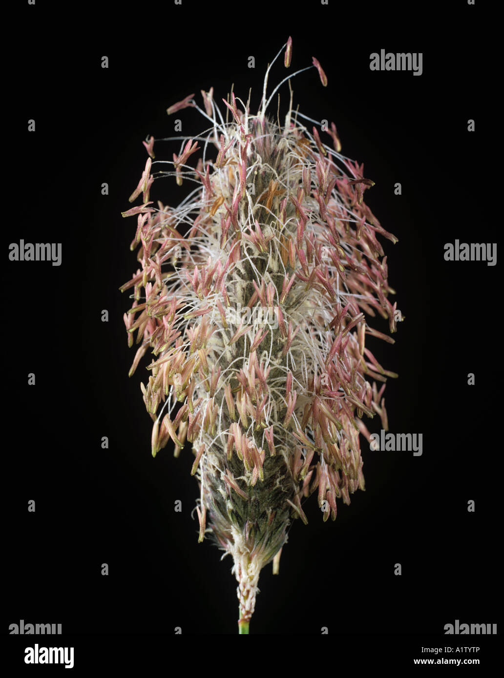 Coda di volpe Alopecurus pratensis fiore di erba spike nel pieno fiore Foto Stock