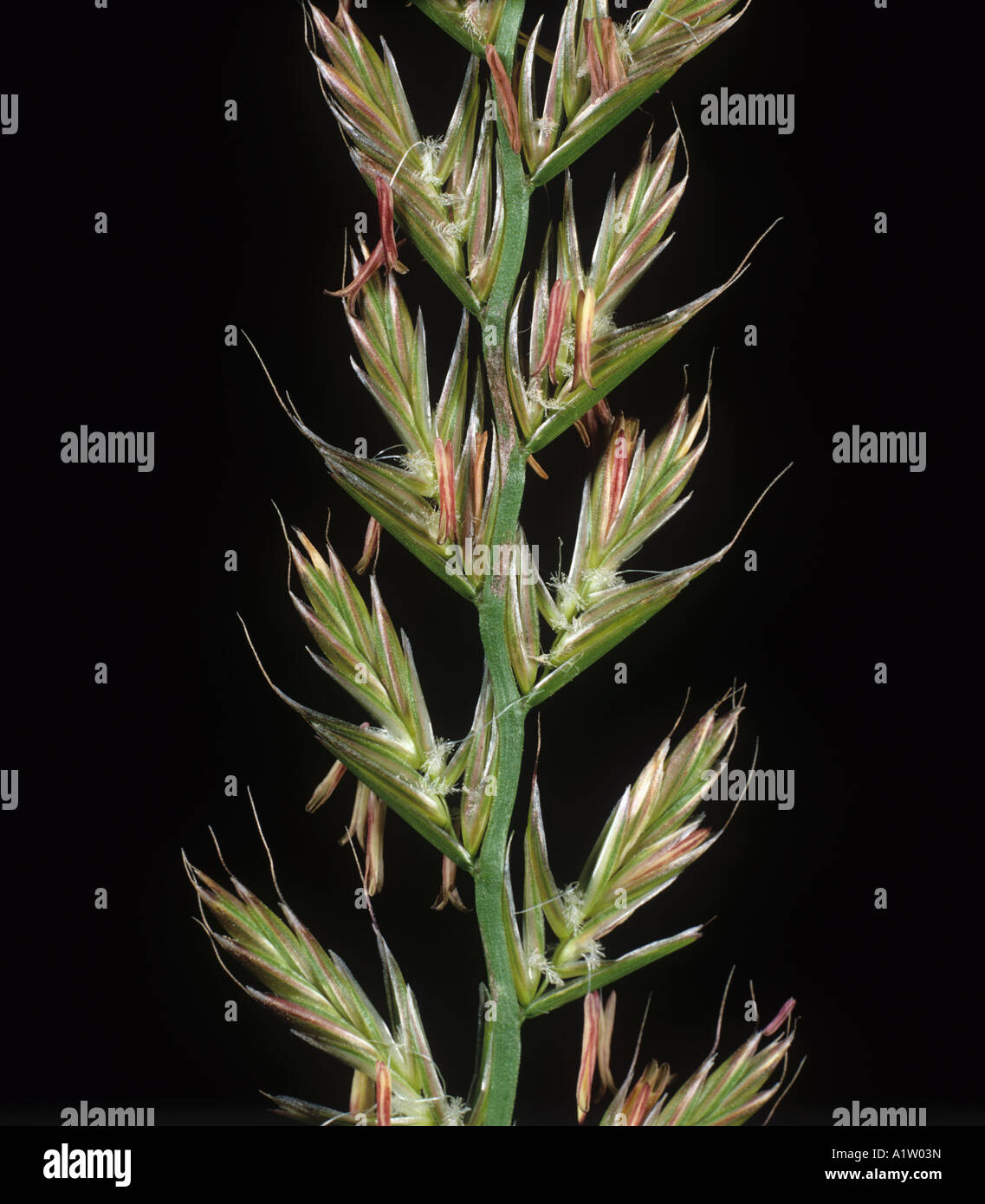 Loglio italico Lolium perenne fioritura infiorescenza Foto stock Alamy