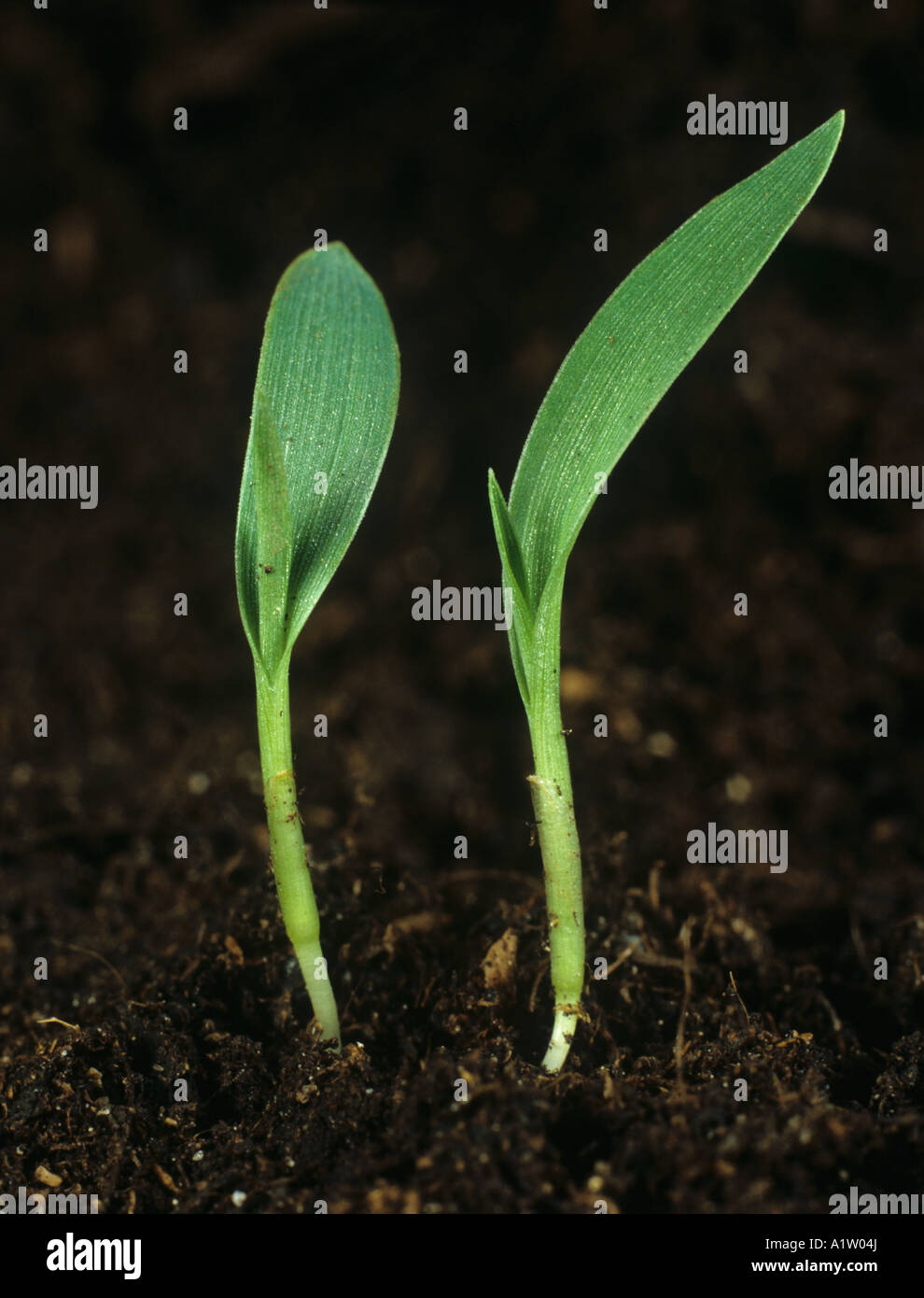 Coda di volpe verde Setaria viridis piantine dei seminativi erba erbacce Foto Stock