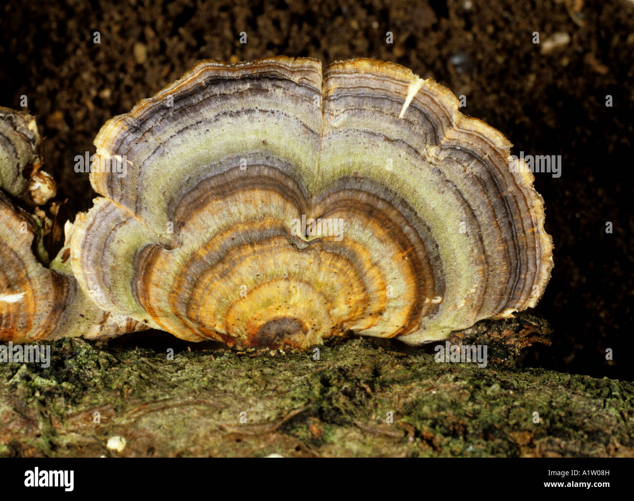 La staffa del fungo di coda turchia Trametes versicolor saprofiti morto sul tronco di albero Foto Stock