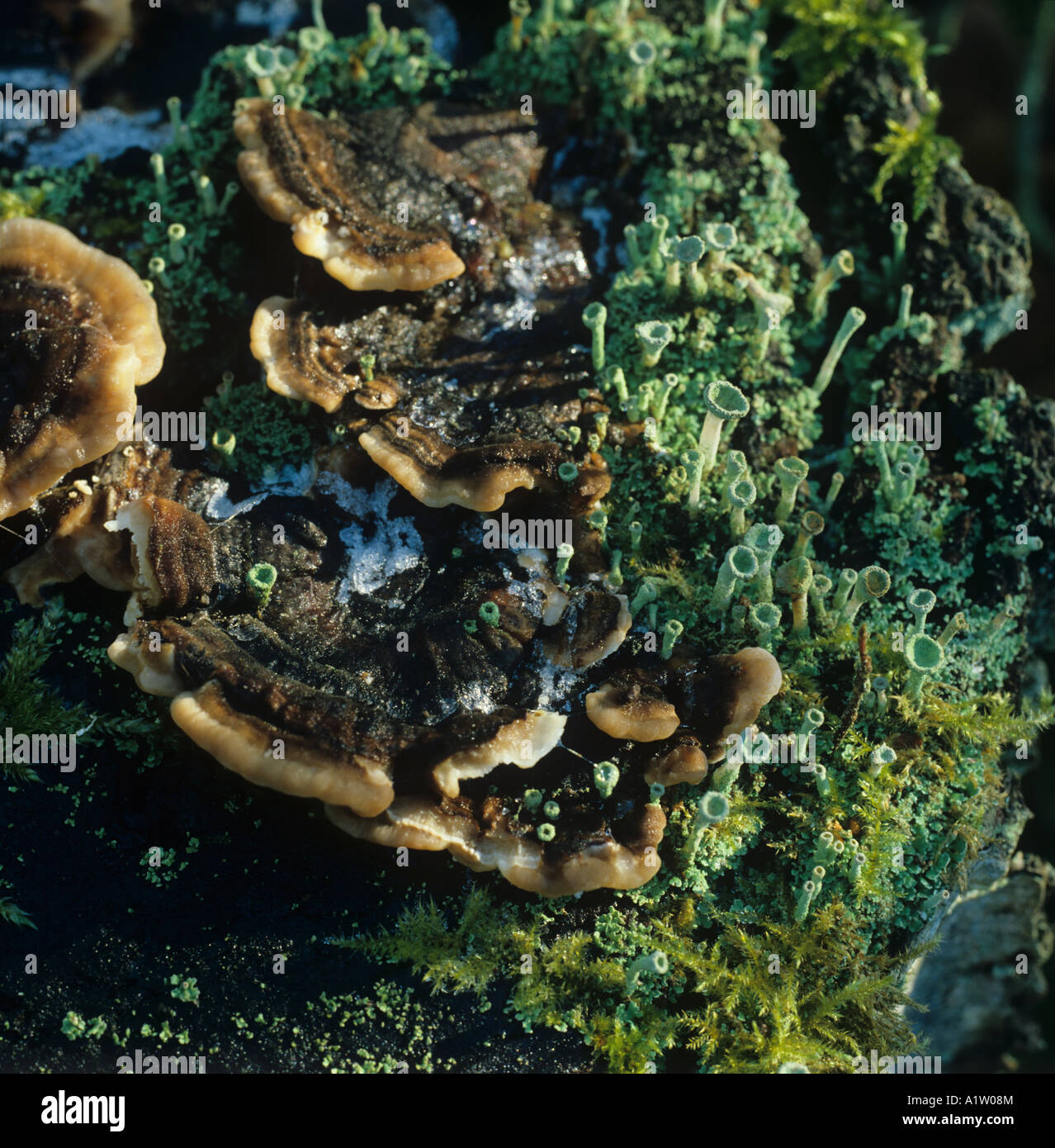 Una staffa fungo Trametes versicolort con il lichen moss neve residua sul morto un moncone di betulla Foto Stock