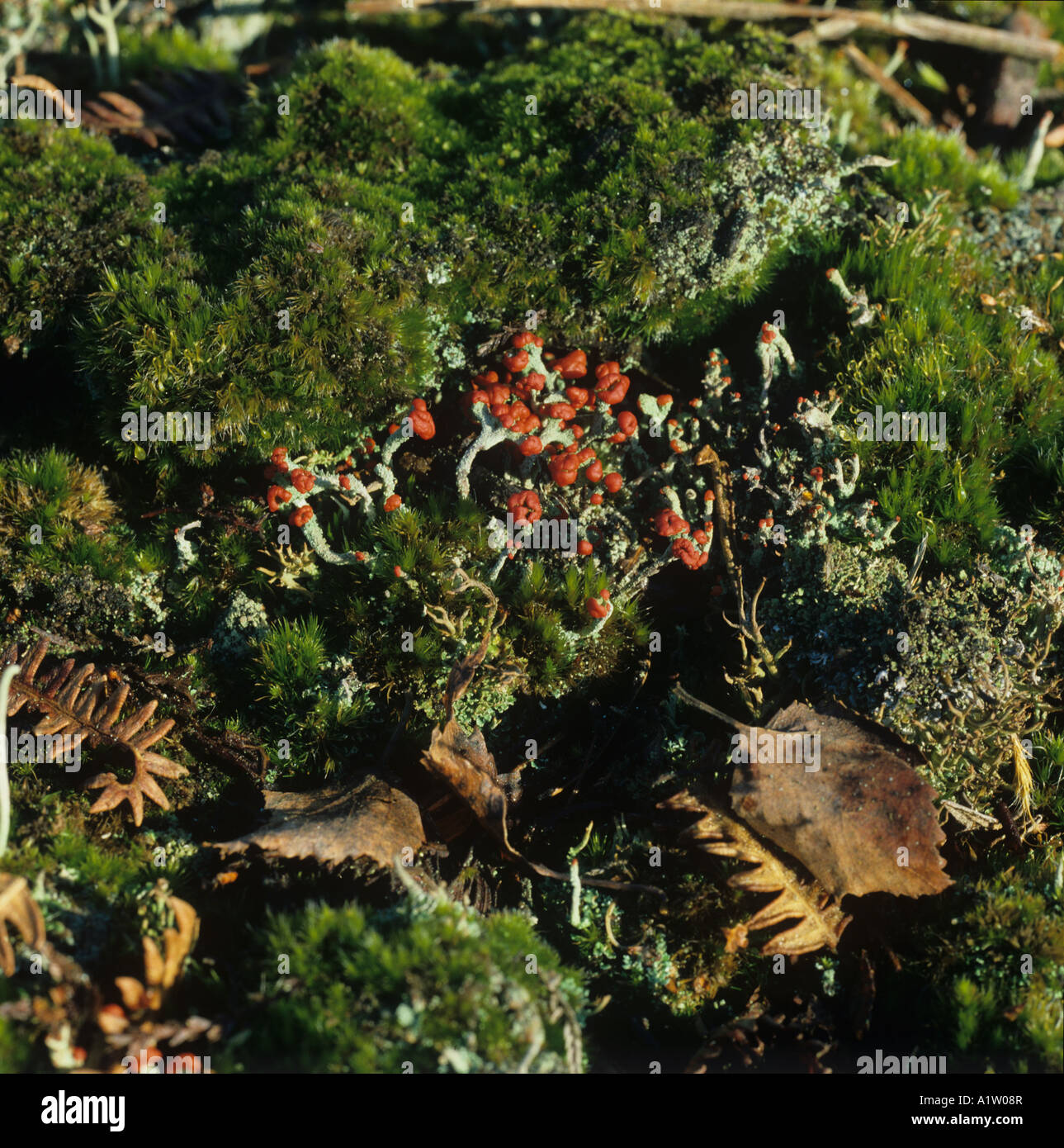 Un patch di muschi e licheni che fruttificano Cladonia floerkeana in Berkshire legno in inverno Foto Stock