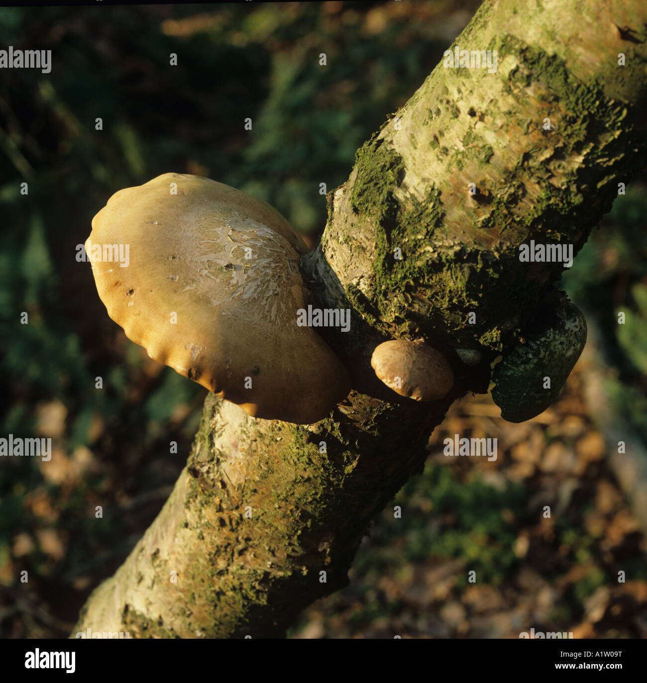 Staffa Polypody fungo Piptoporus betulinus parassita debole su argento betulla Foto Stock