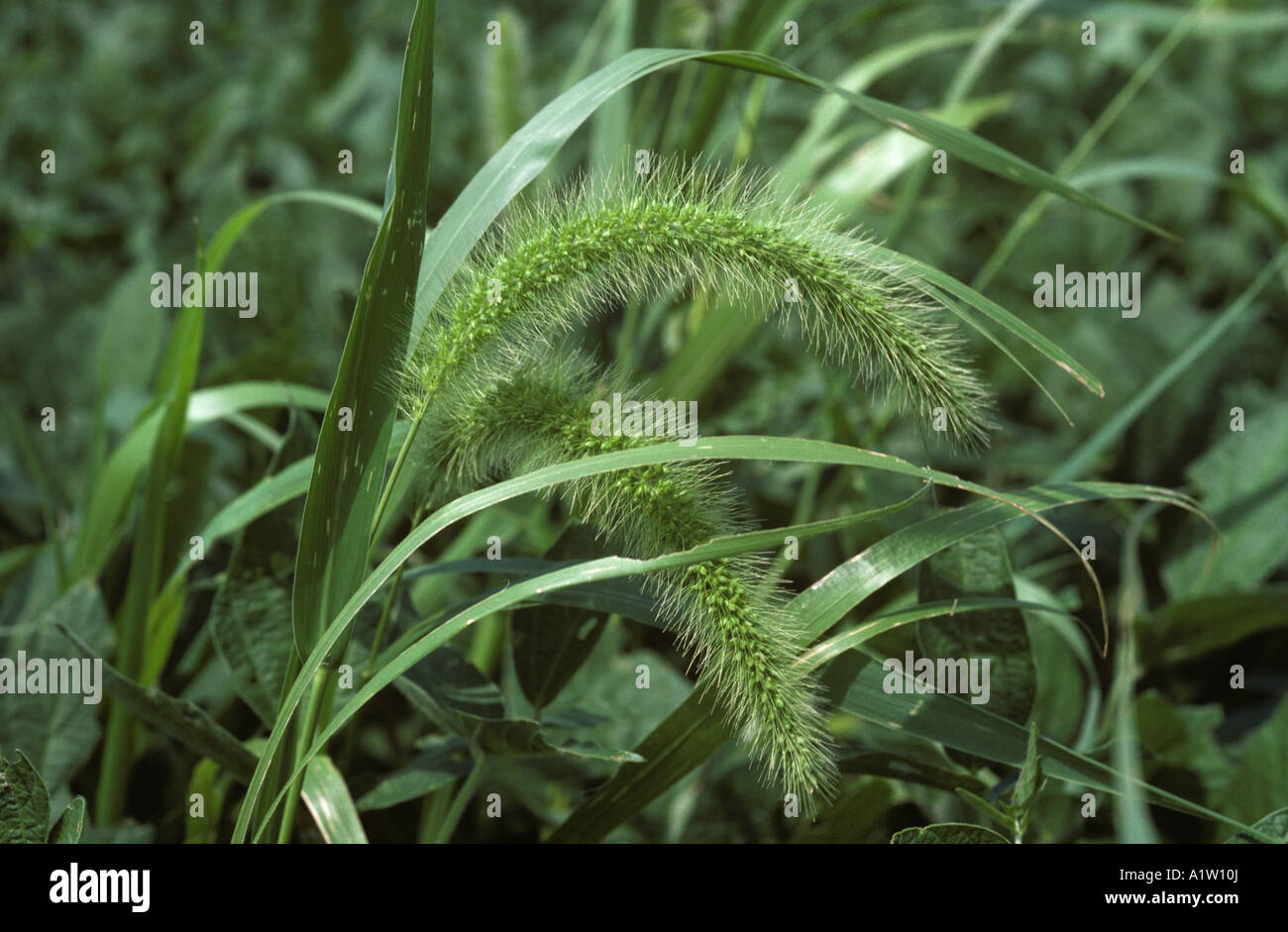 Coda di volpe verde Setaria viridis fioritura delle erbe in un raccolto di soia USA Foto Stock